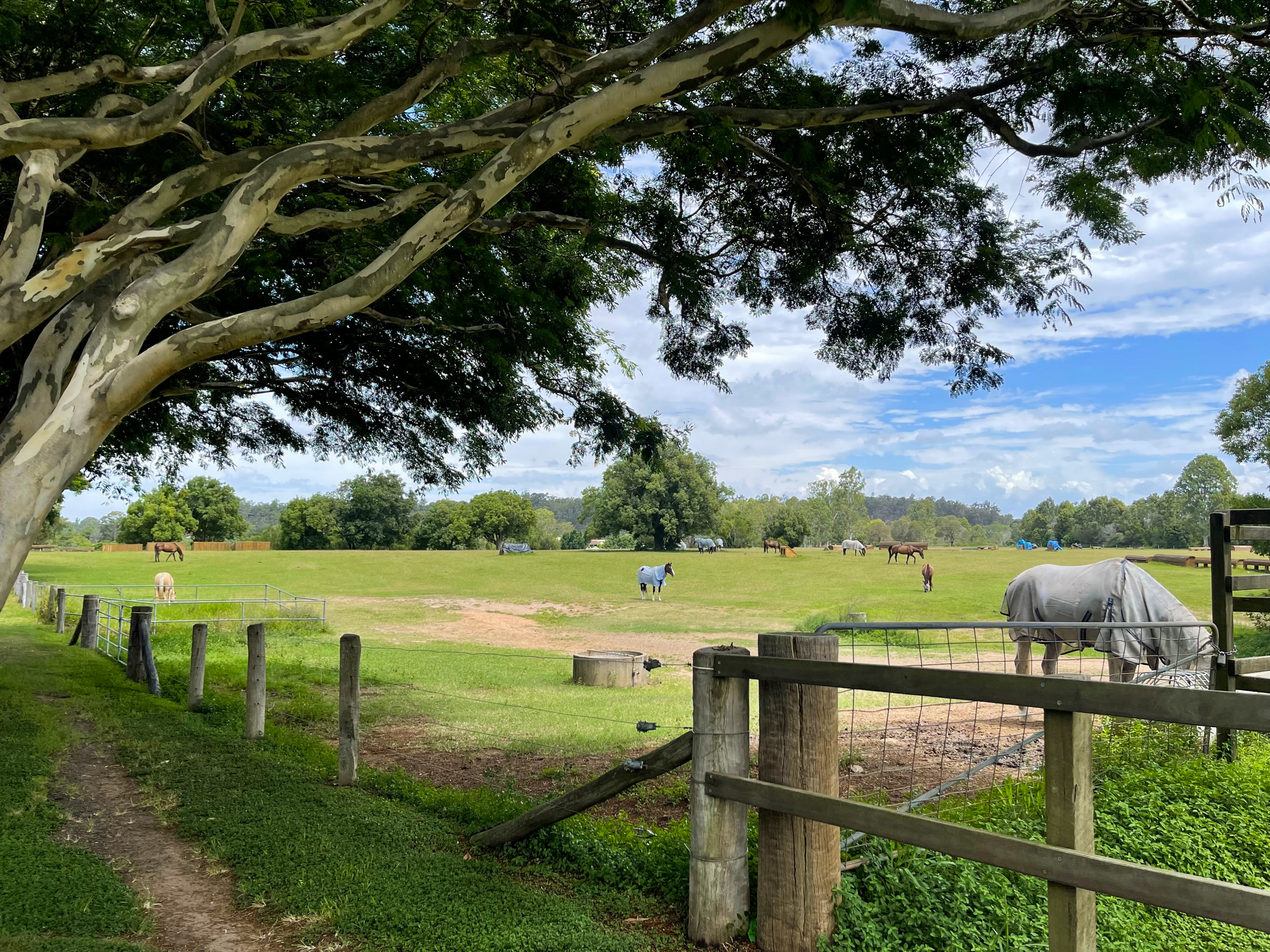 A large field with horses